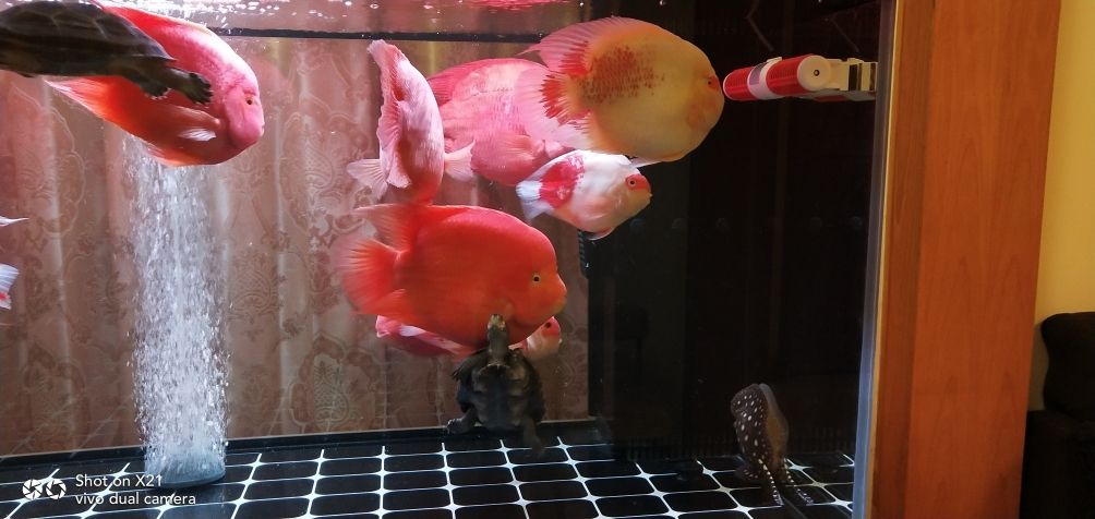 神陽飼料到位 觀賞魚論壇 第5張