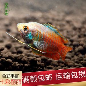 養(yǎng)龍魚為什么要黑底 龍魚百科 第2張