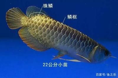 金龍魚背部長(zhǎng)白點(diǎn)是什么原因 龍魚百科 第2張