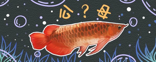 紅龍魚怎么區(qū)分雌雄