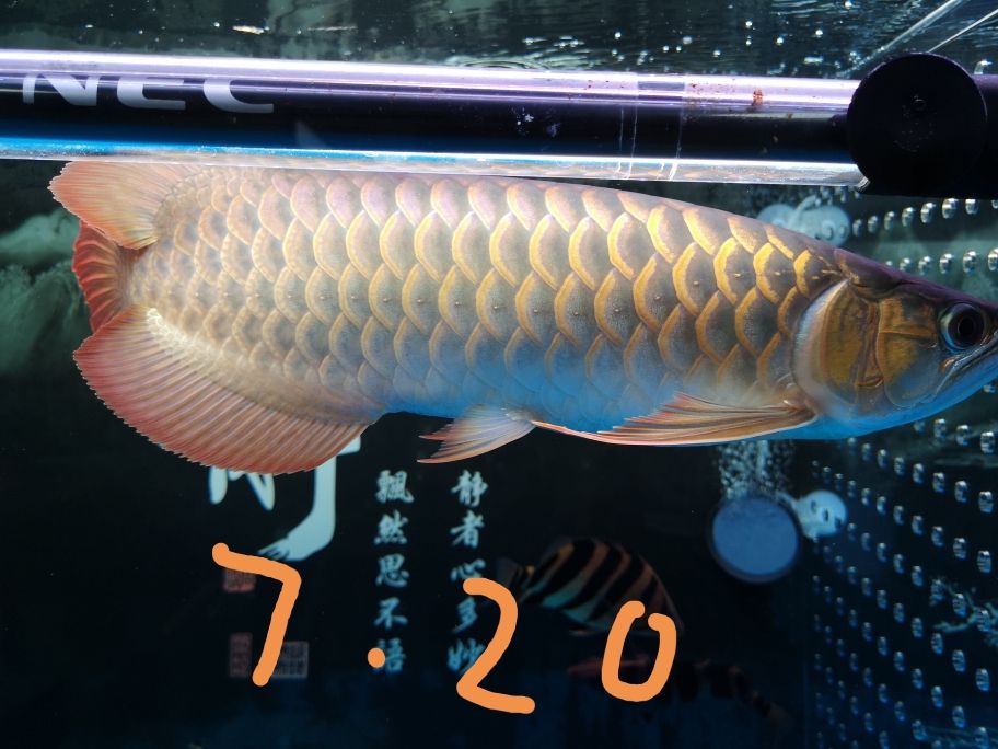 7.20 第一天上側(cè)燈，每月記錄一次，看看有什么變化 觀賞魚(yú)論壇 第1張