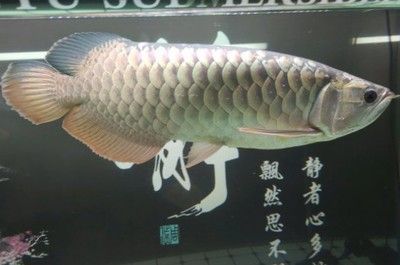 龍魚突然死了是什么預(yù)兆呢