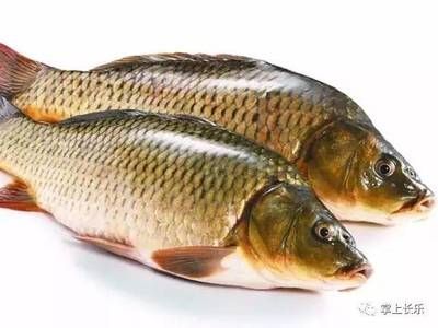 鯽魚可以和龍魚一起養(yǎng)嗎 龍魚百科 第1張