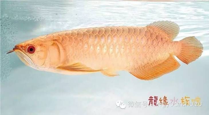 龍魚背部有白色毛