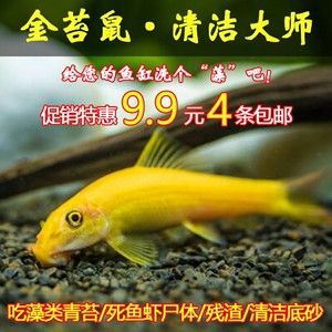 龍魚價(jià)格下跌