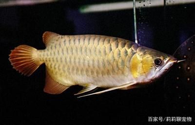 金龍魚和紅龍魚能不能混養(yǎng)一起 龍魚百科 第3張