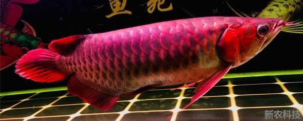 金龍魚和紅龍魚能不能混養(yǎng)一起 龍魚百科 第2張