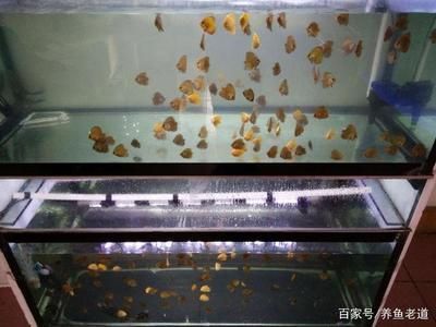 金龍魚起白毛怎么辦