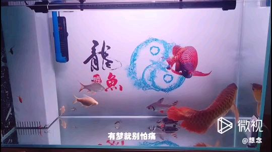 此缸  一龍一鳳 一金一銀 一神龜 足矣 觀賞魚論壇