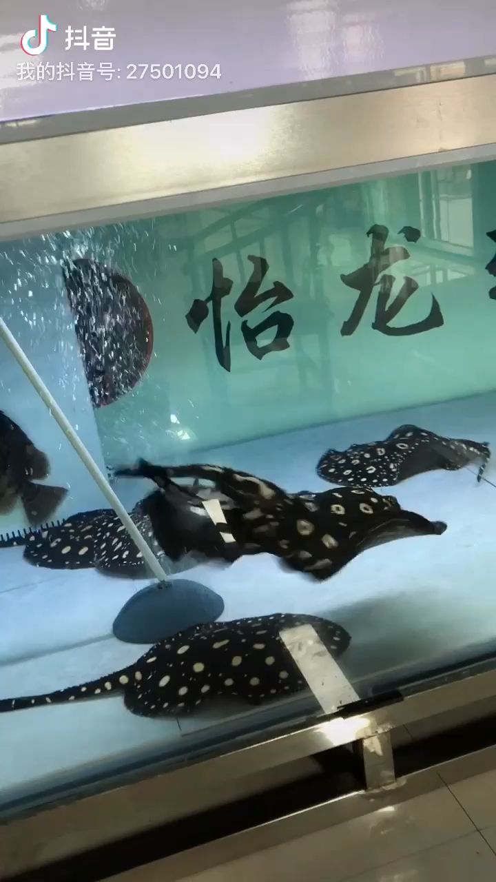 這個動作 觀賞魚論壇