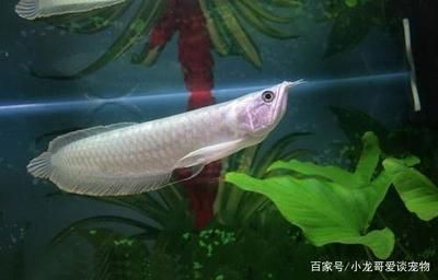 龍魚狀態(tài)不好的表現(xiàn)有哪些癥狀呢 龍魚百科 第3張