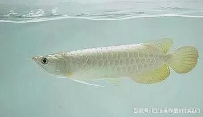 白色的龍魚是什么品種的魚 龍魚百科 第3張