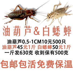 龍魚吃蟋蟀好不好消化吸收 龍魚百科 第3張