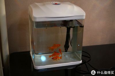 森森的水族箱怎么樣