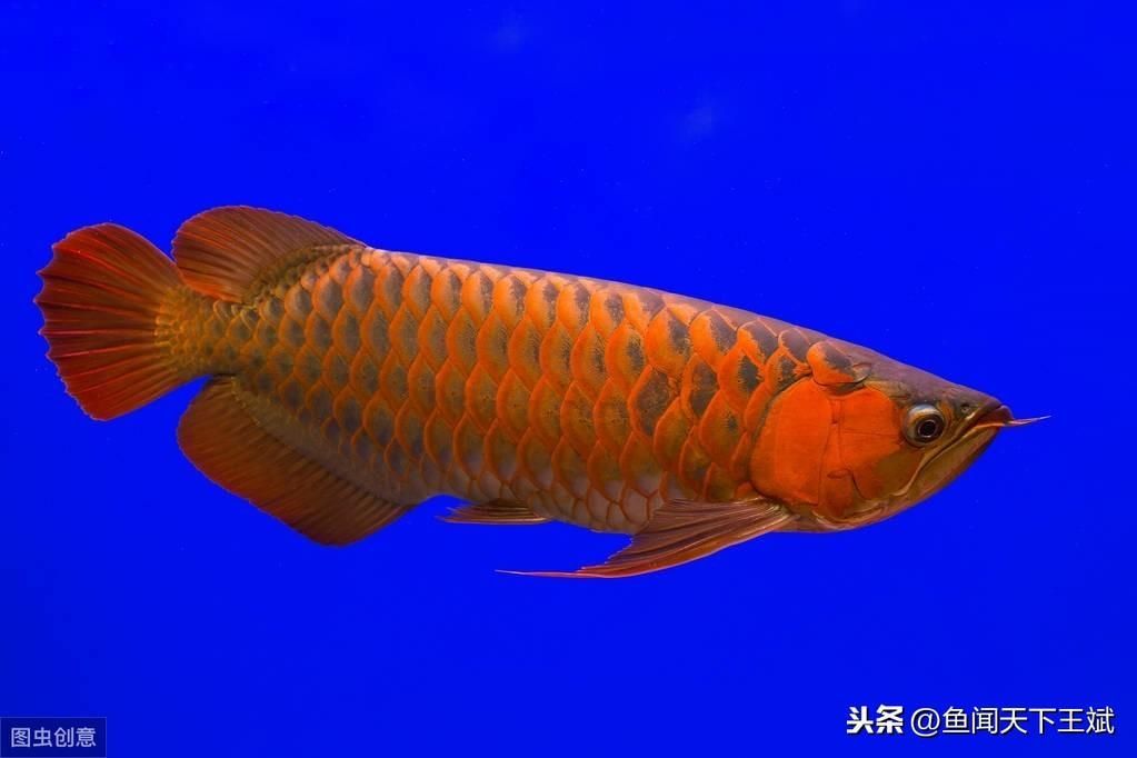 如何喂龍魚消炎藥水 龍魚百科 第2張