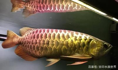 金龍魚最佳水溫幾度