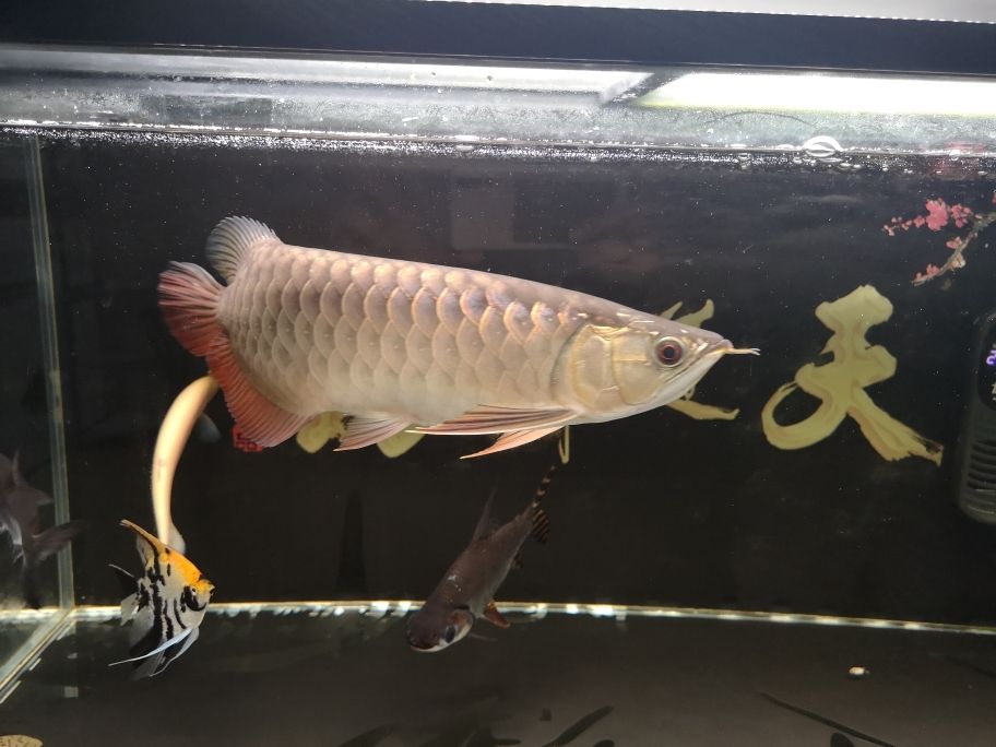 7.20 觀賞魚論壇