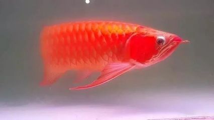 龍魚可以單獨(dú)養(yǎng)嗎有毒嗎 龍魚百科