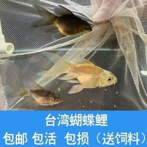 龍魚混養(yǎng)蝴蝶鯉好看嗎