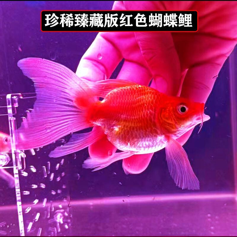 龍魚混養(yǎng)蝴蝶鯉好看嗎