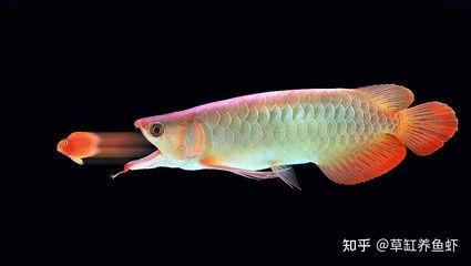 養(yǎng)龍魚養(yǎng)幾條招財