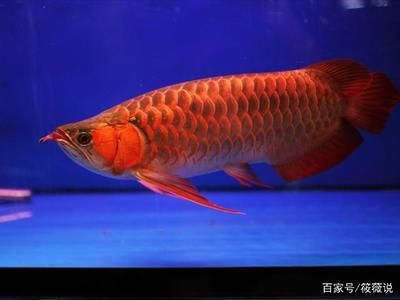 紅龍魚小時候什么樣的