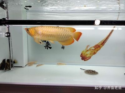 龍魚養(yǎng)單還是養(yǎng)雙