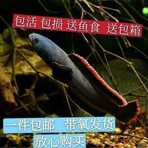 野生雷龍魚人可以吃嗎 龍魚百科 第2張