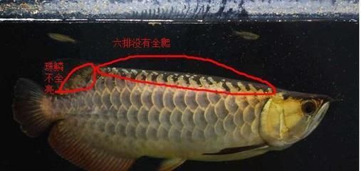 金龍魚怎么區(qū)分好壞