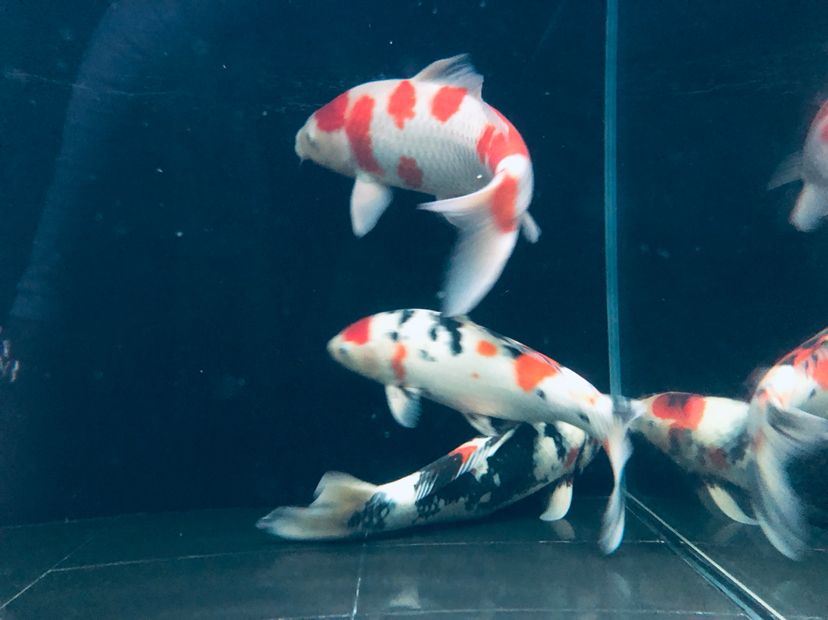 新人發(fā)個(gè)貼，養(yǎng)魚也很多年了，可以互相交流交流 觀賞魚論壇 第1張