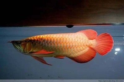 龍魚體型