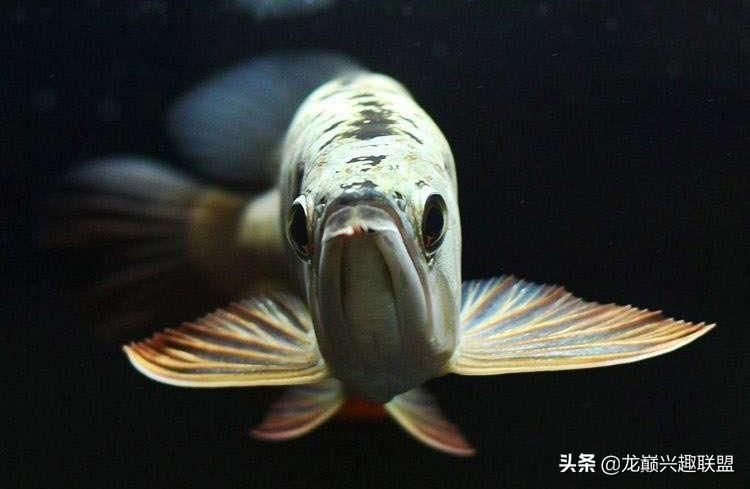 金龍魚(yú)怎么慢養(yǎng) 龍魚(yú)百科 第1張