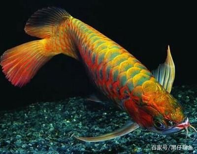 龍魚(yú)最好吃什么食物和水果 龍魚(yú)百科 第3張