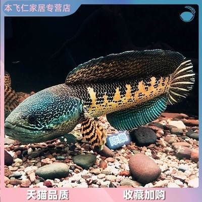 彩虹雷龍魚苗 龍魚百科 第1張