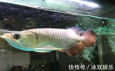 金龍魚怎么看年齡大小 龍魚百科 第3張