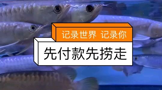 650一條龍魚，先到先得。 觀賞魚論壇