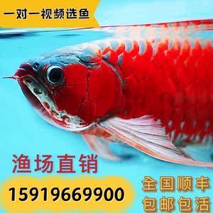 金龍魚(yú)漁場(chǎng)排名前十