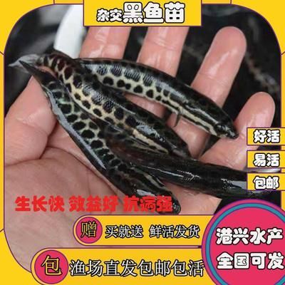 金龍魚養(yǎng)殖前景怎么樣