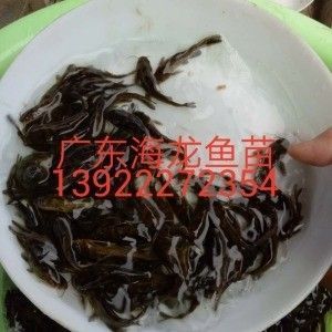 龍魚苗批發(fā)市場地址查詢 龍魚百科