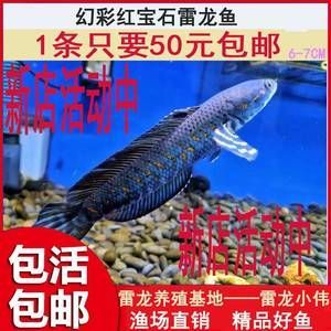 奶茶雷龍魚公母區(qū)分 龍魚百科 第1張