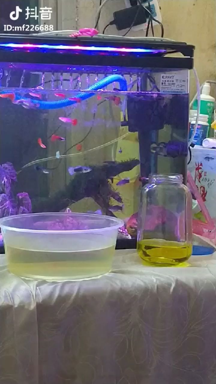 10塊錢買了6條孔雀魚的后果 觀賞魚論壇