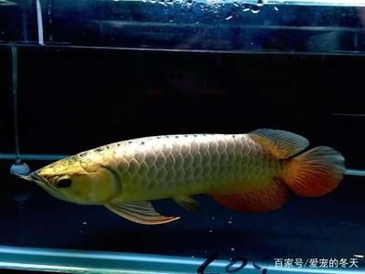 龍魚養(yǎng)殖水溫多少合適養(yǎng) 龍魚百科