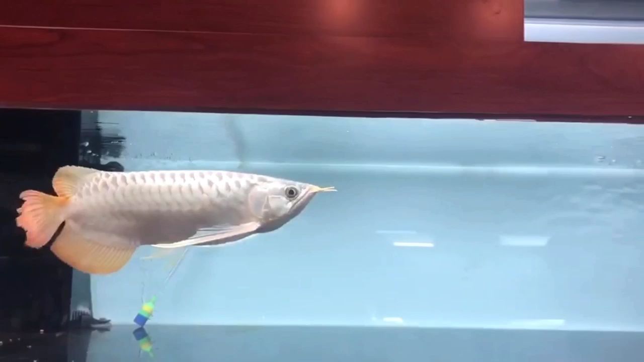 條條都是追食好手??！ 觀賞魚(yú)論壇