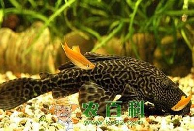 龍魚(yú)吃了清道夫后不吃食怎么辦 龍魚(yú)百科 第2張