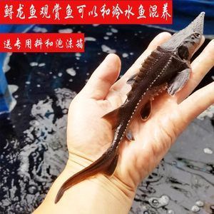 龍魚(yú)吃了清道夫后不吃食怎么辦 龍魚(yú)百科 第3張