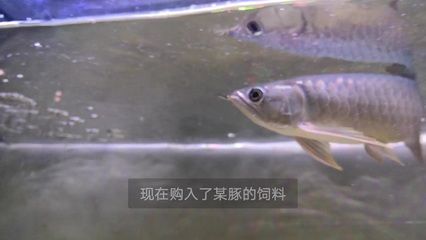 龍魚快速長大喂什么好