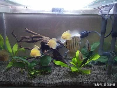 龍魚跟虎魚打架嗎能吃嗎 龍魚百科