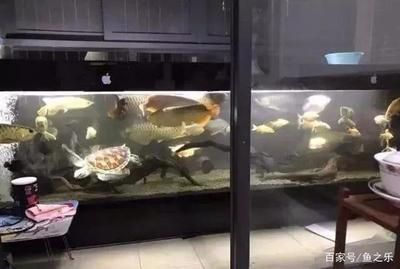 龍魚和七彩混養(yǎng)最好的魚品種是什么 龍魚百科 第1張