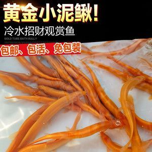 金龍魚屬于冷水魚嗎為什么 龍魚百科 第2張