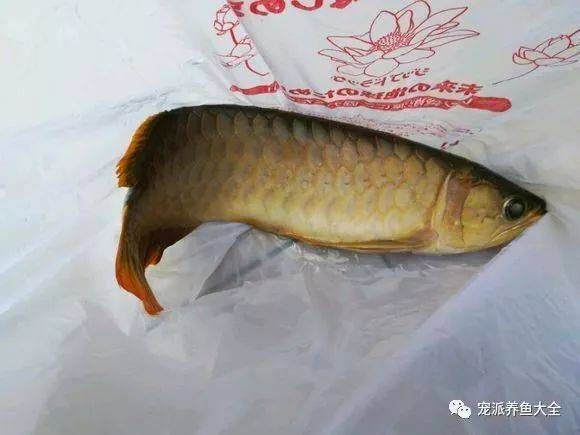 養(yǎng)了多年的龍魚死了什么原因